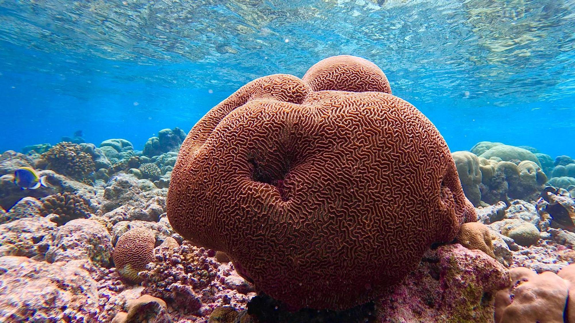 Konut By Thakuru Ξενοδοχείο Guraidhoo  Εξωτερικό φωτογραφία