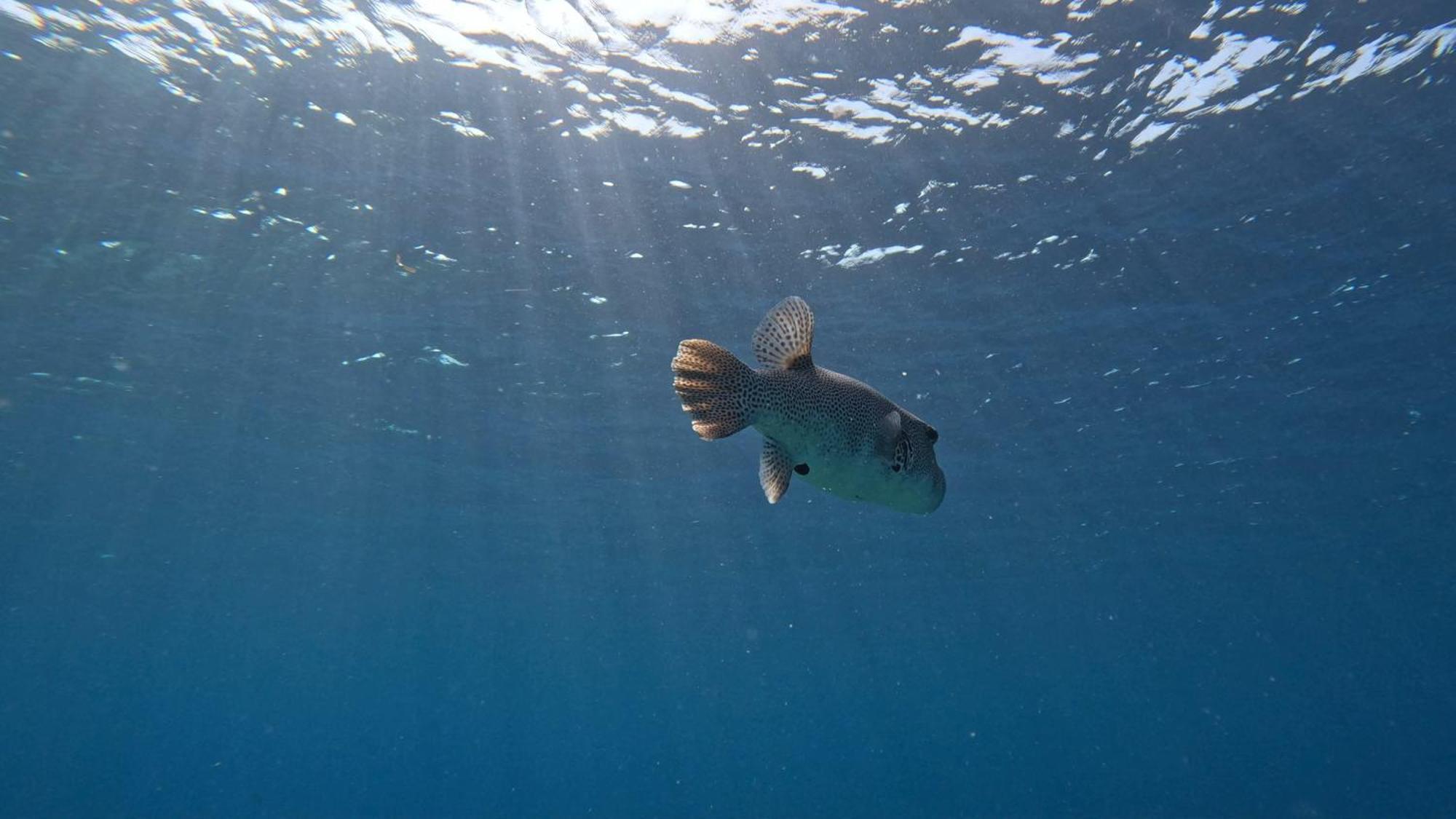 Konut By Thakuru Ξενοδοχείο Guraidhoo  Εξωτερικό φωτογραφία