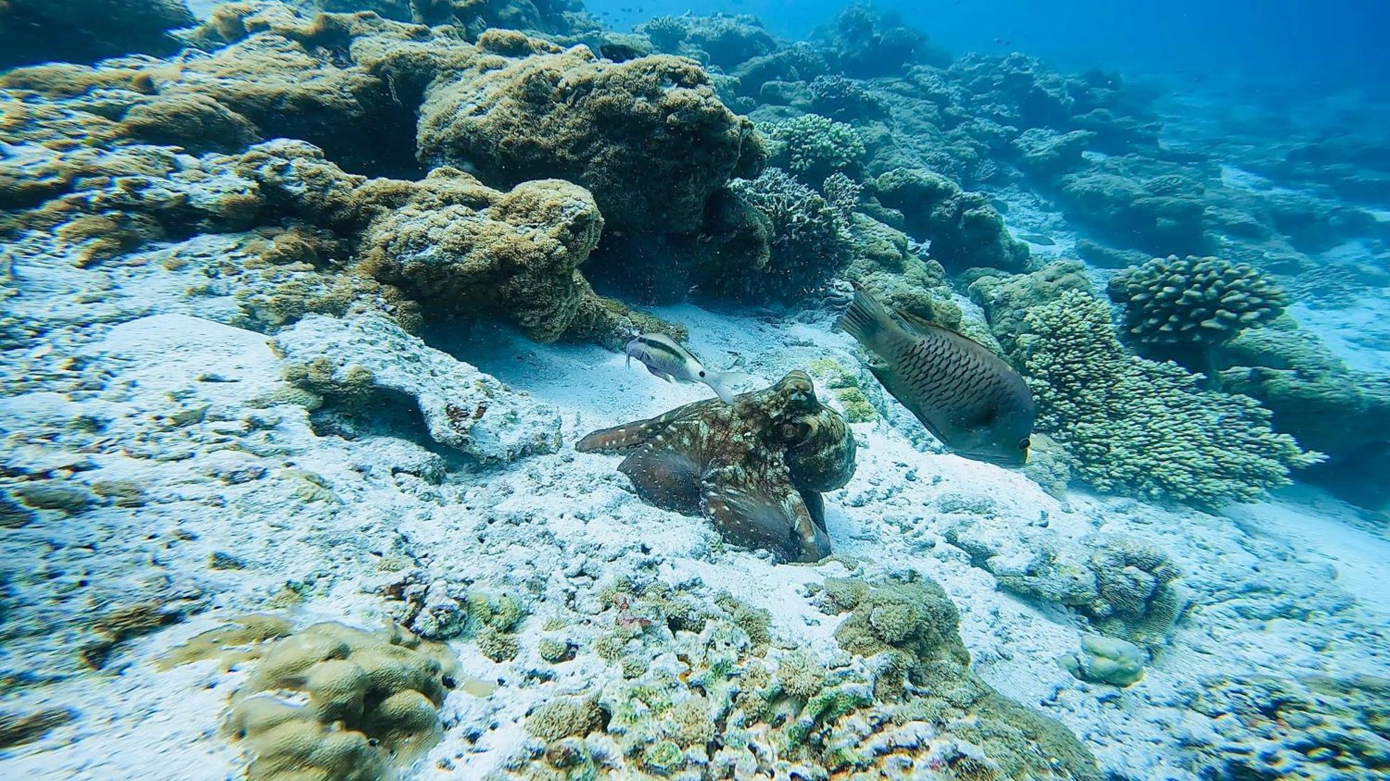 Konut By Thakuru Ξενοδοχείο Guraidhoo  Εξωτερικό φωτογραφία