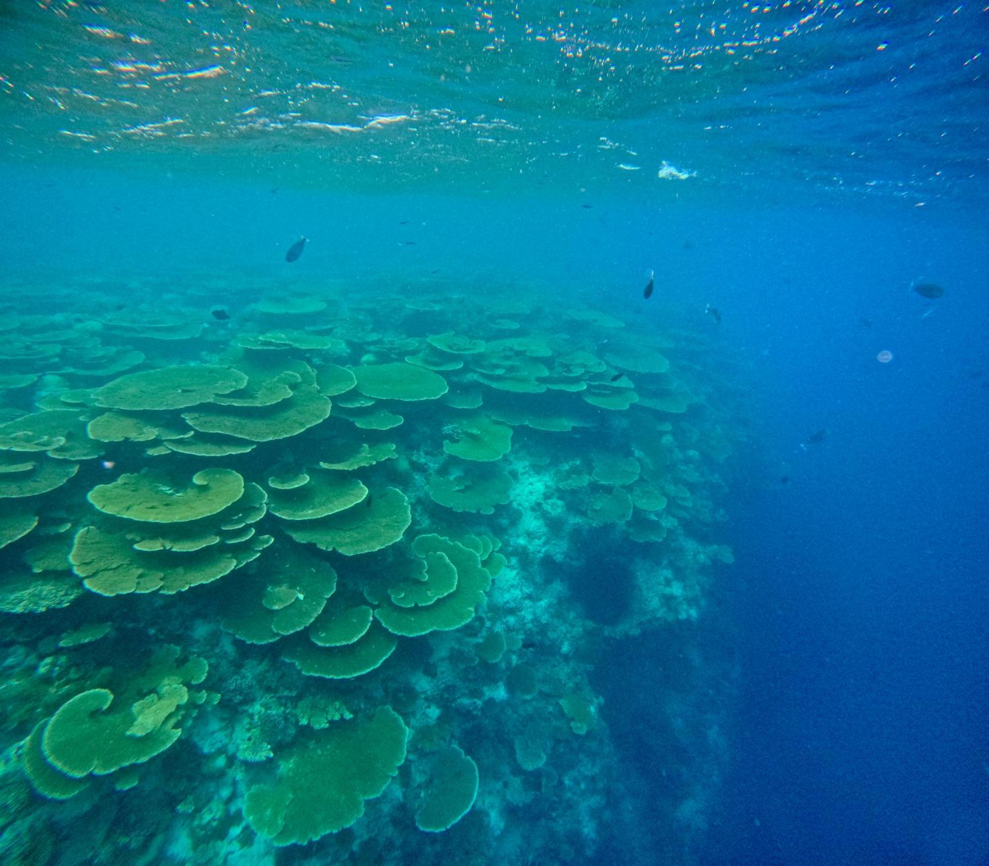 Konut By Thakuru Ξενοδοχείο Guraidhoo  Εξωτερικό φωτογραφία