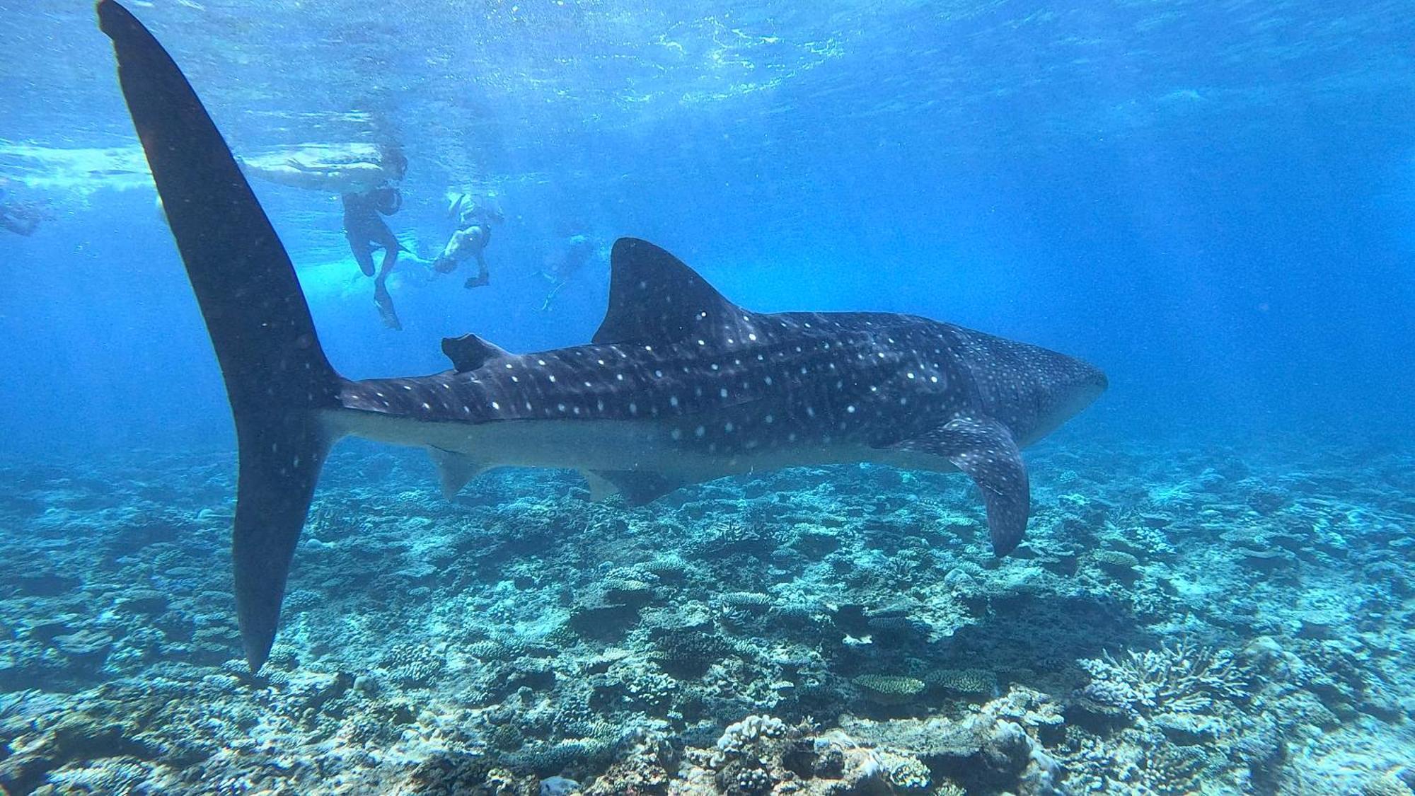 Konut By Thakuru Ξενοδοχείο Guraidhoo  Εξωτερικό φωτογραφία