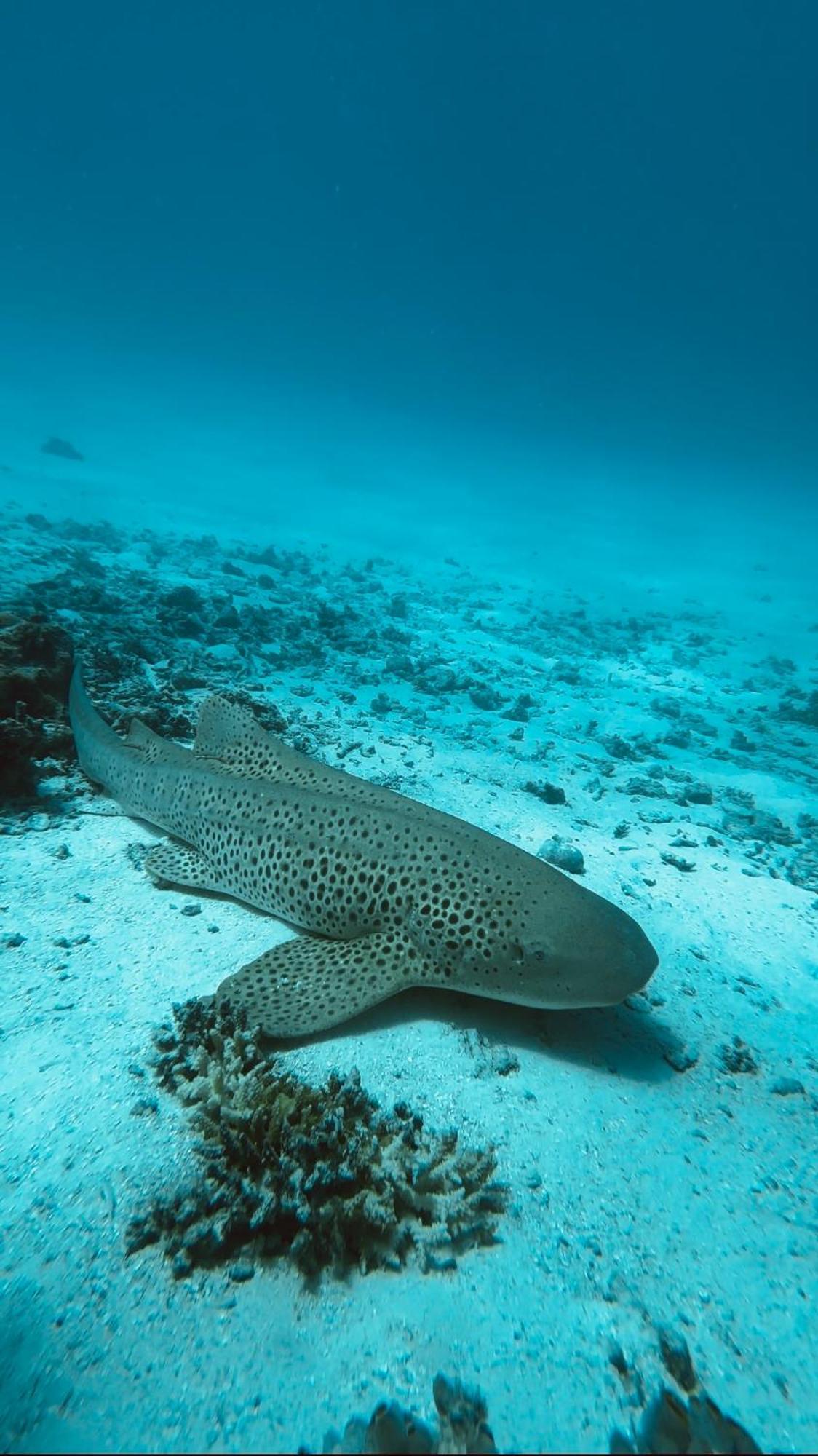 Konut By Thakuru Ξενοδοχείο Guraidhoo  Εξωτερικό φωτογραφία